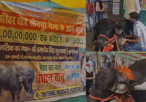 Sonepur Mela में छाया 1 करोड़ रुपये का भैंसे 'प्रधान जी'