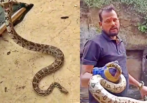 रोहतास में 9 फ़ुट का अजगर मिलने से हड़कंप, अजगर देखकर उमड़ी भीड़