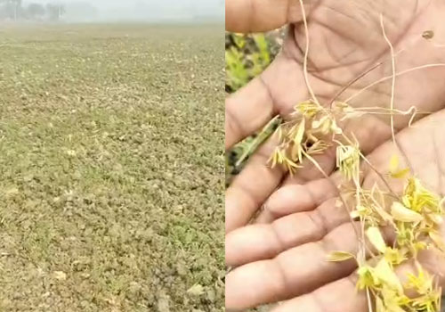 पंडारक में कीड़ों का कहर, सैकड़ों बीघा में मसूर-चना की फसल बर्बाद