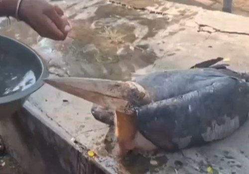 हवेली खड़गपुर में एक घायल साइबेरियन पक्षी घायल पड़ा मिला